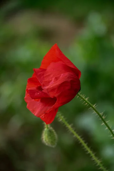 Fleur Pavot Rouge Papaver Gros Plan Sur Fond Vert Naturel — Photo