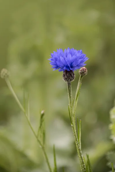 Cornflower Centaurea Cyanus Asteraceae Chrpa Bylina Nebo Bakalářský Knoflík Květina — Stock fotografie