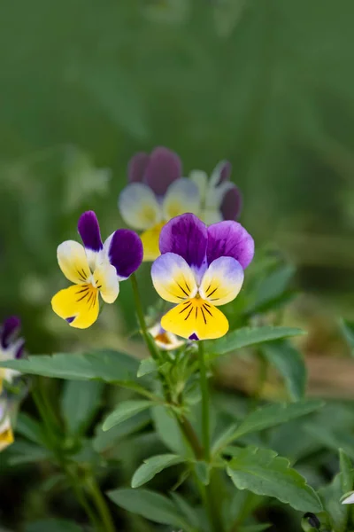 Fiori Pansy Colori Vivaci Primavera Gialla Viola Macro Immagini Volti — Foto Stock