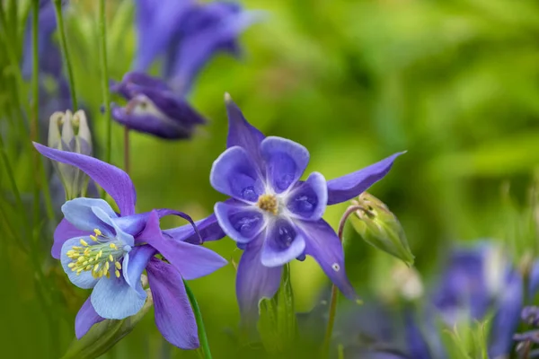 Lila Kolumbin Blommor Mot Suddig Trädgård Bakgrund Kopiera Space Till — Stockfoto