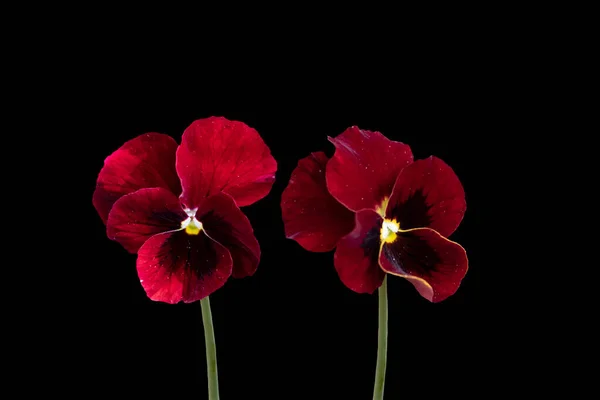 Flores Maricas Vermelhas Escuras Cor Primavera Vívida Isolada Fundo Preto — Fotografia de Stock