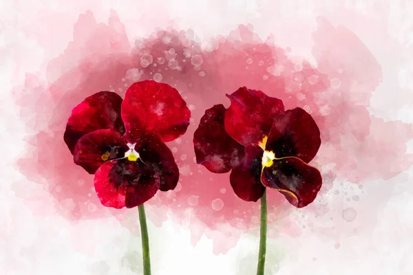 水彩で濃い赤のパンジーの花のクローズアップ グリーティングカード用植物イラスト — ストック写真