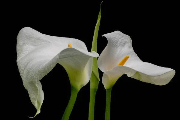 Dois Lírios Calla Brancos Isolados Sobre Fundo Preto — Fotografia de Stock