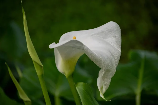 Pohled Shora Krásnou Květinu Calla Květu Zelené Zahradě — Stock fotografie