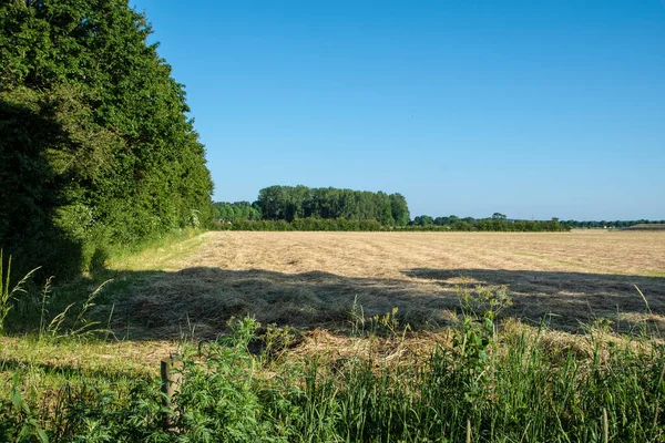 Hierba Recién Segada Las Tierras Cultivo Región Noord Limburg Maasduinen — Foto de Stock