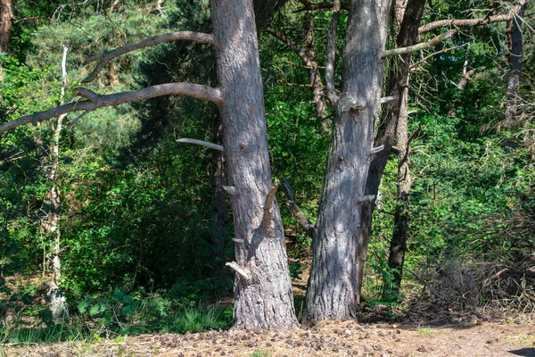 Close Shot Big Old Trees — 图库照片