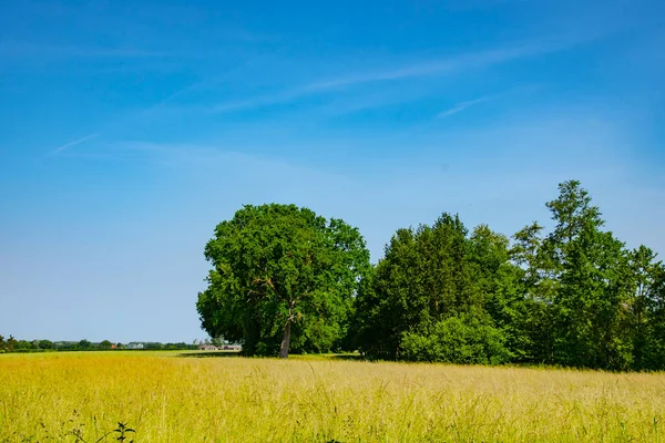 Holländische Frühlingslandschaft Mit Bäumen Grünem Gras Und Wolkenlosem Blauen Himmel — Stockfoto