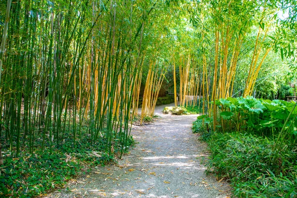 Panorama Floresta Bambu Bosque Bambu Com Arbustos — Fotografia de Stock