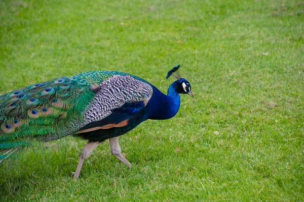 Gorgeous Portrait Blue Peacock Silky Blue Feathers — Stock Photo, Image