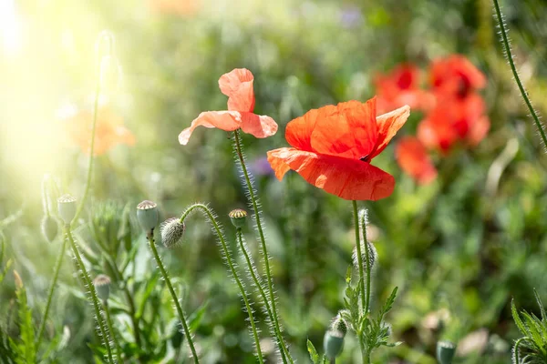 Red Poppy Flower Papaver Close Blurred Natural Green Background Sunlight — Stock Photo, Image