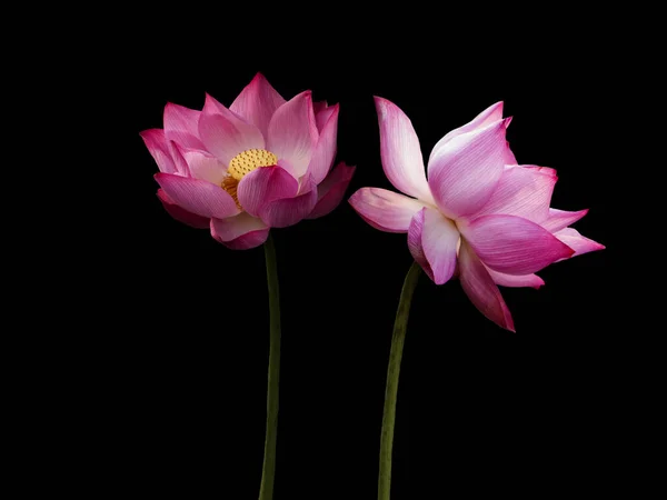 Roze Lotusbloemen Geïsoleerd Zwarte Achtergrond Voorwerp Met Knippad — Stockfoto