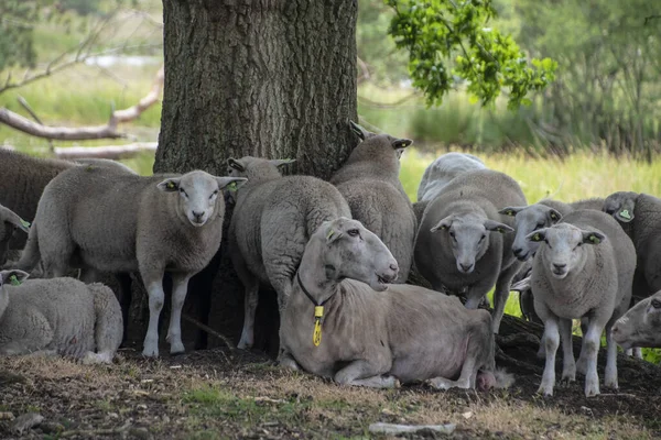 Schafe Auf Der Grünen Wiese Einen Baum Ländliche Szene Den — Stockfoto