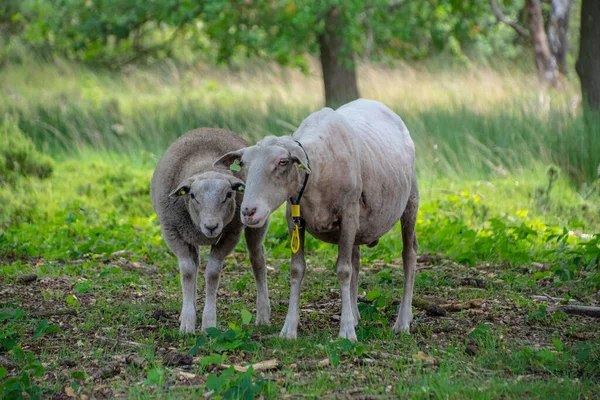 Weibliche Schafe Mit Neugeborenen Lämmern Auf Saftig Grüner Wiese Frühling — Stockfoto