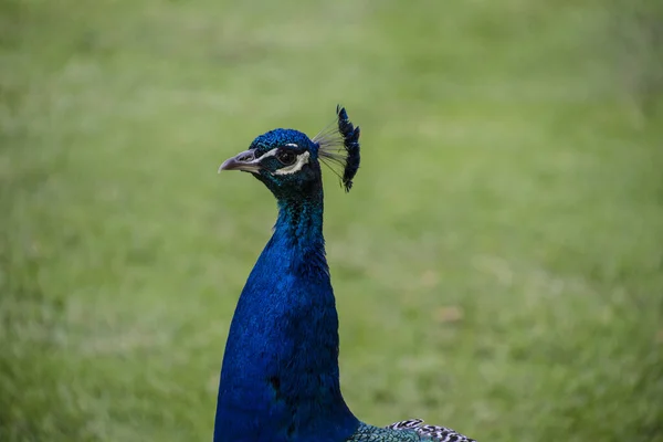 Prachtig Portret Van Een Blauwe Pauw Met Zijdeachtige Blauwe Veren — Stockfoto