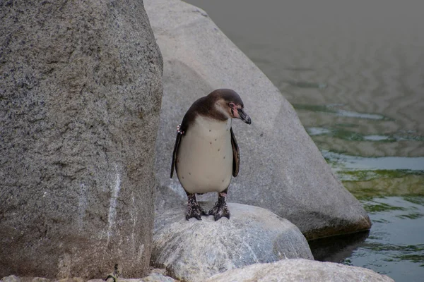 Pinguim Humboldt Spheniscus Humboldti Também Chamado Pinguim Peruano Patranca Pinguim — Fotografia de Stock