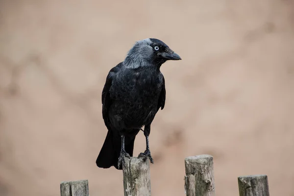 Ворона Капюшоне Corvus Cornix Cooded Crow Hooded Crow Corvus Cornix — стоковое фото
