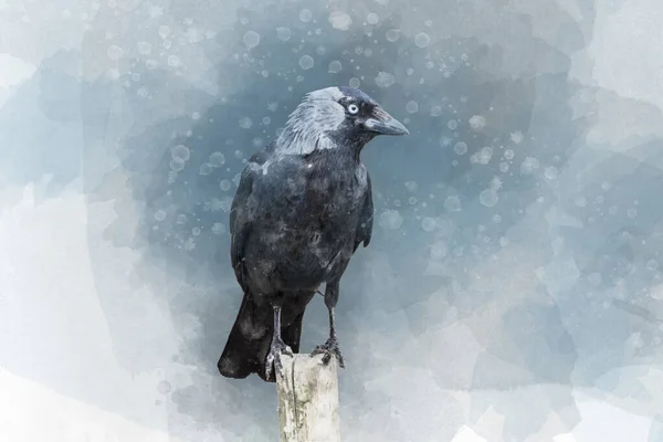 Portrait Crow Bird Watercolor Painting — Stock Photo, Image