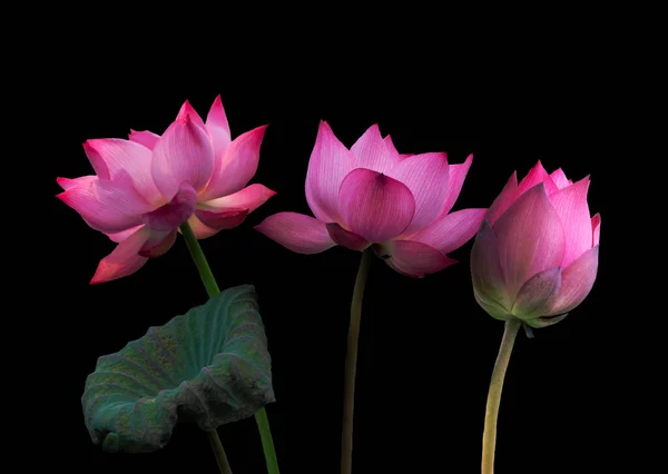 Rosa Lotus Blommor Isolerade Svart Bakgrund Objekt Med Klippväg — Stockfoto