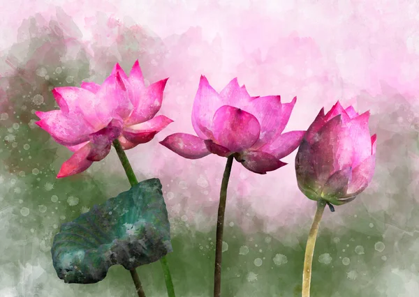 Акварельная Живопись Ярких Розовых Цветов Лотоса Ботаническое Искусство Декоративный Элемент — стоковое фото