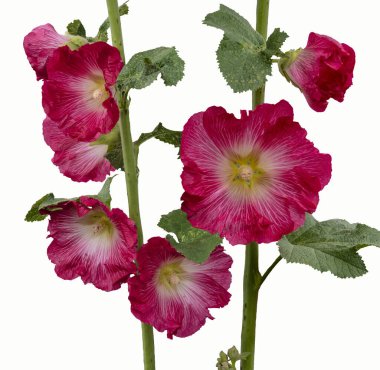 Pembe gülhorozu kır çiçekleri, Alcea gülleri, beyaz arka planda izole edilmiş.