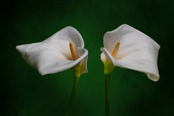 Dvě Bílé Calla Lilie Izolované Přes Vinobraní Zelené Pozadí — Stock fotografie