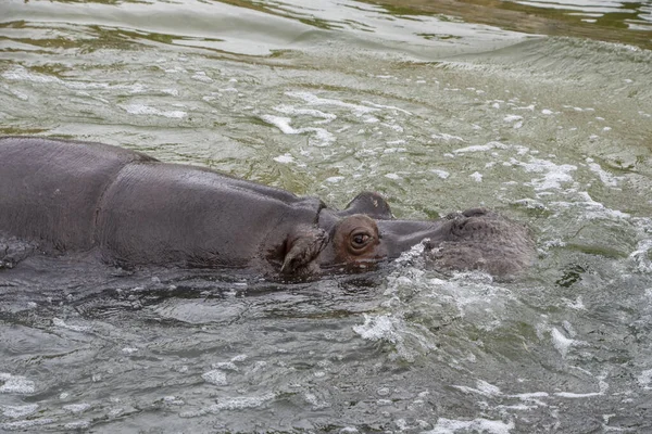 Hipopótamo Especie Hippopotamus Amphibius Agua — Foto de Stock