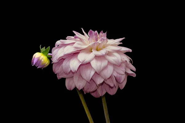 Schöne Blume Rosa Dahlie Isoliert Auf Schwarzem Hintergrund — Stockfoto