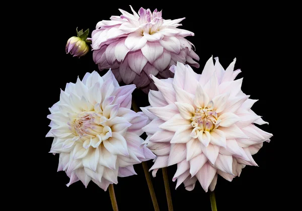 Schöne Blumen Rosa Dahlien Isoliert Auf Schwarzem Hintergrund — Stockfoto
