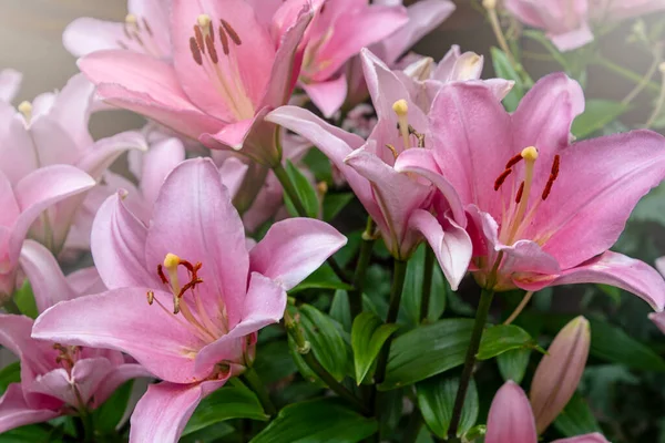 Розовые Лиловые Цветки Летнем Саду Цветок Гибрид Лилии — стоковое фото