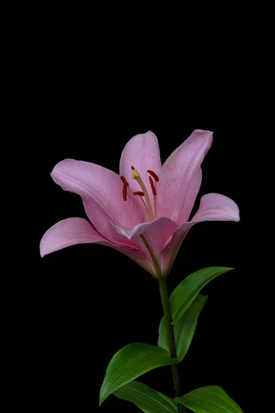 Schöne Rosa Lilienblüte Isoliert Auf Schwarzem Hintergrund Lilium Hybriden Blühen — Stockfoto