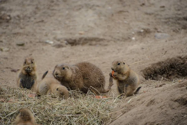 Perros Pradera Cola Negra Comiendo Carros Cynomys Ludovicianus Ardillas Terrestres — Foto de Stock