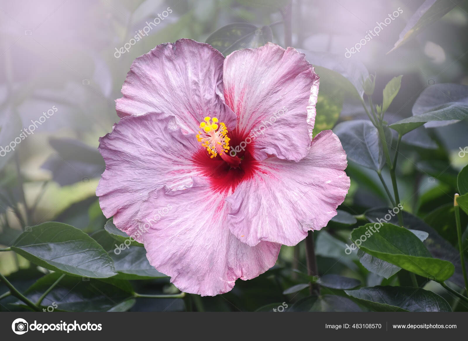 ポートフォリオ Brita Seifert Googlemail Com ストック写真 イラストとベクターアート Depositphotos