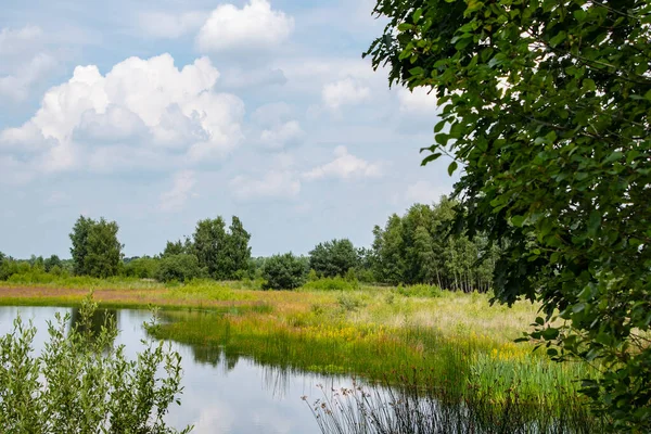 Piękny Holenderski Krajobraz Małym Jeziorem Lecie Maasduinen Malownicze Miejsce Noord — Zdjęcie stockowe