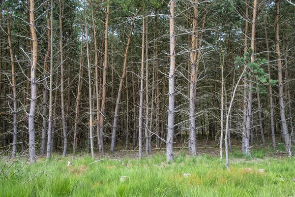 Grön Tallskog Naturskog Sommaren — Stockfoto