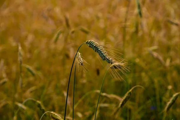 Reife Weizenähren Auf Einem Feld Weizenfeld Ähren Aus Goldenem Weizen — Stockfoto