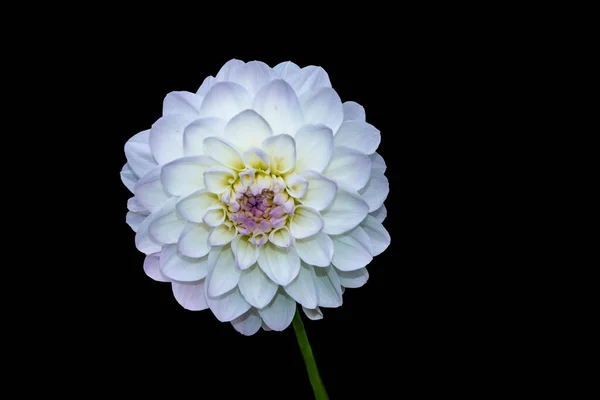 Schöne Blume Weiße Dahlie Isoliert Auf Schwarzem Hintergrund — Stockfoto