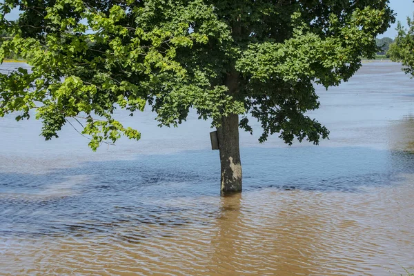 Überflutete Landwirtschaftliche Felder Den Niederlanden Mit Pflanzen Sommer Nach Heftigen — Stockfoto
