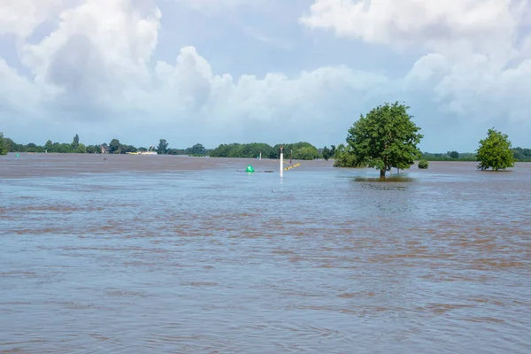 Flooded Agricultural Fields Netherlands Growing Plants Summer Heavy Rainfalls — Stock Photo, Image