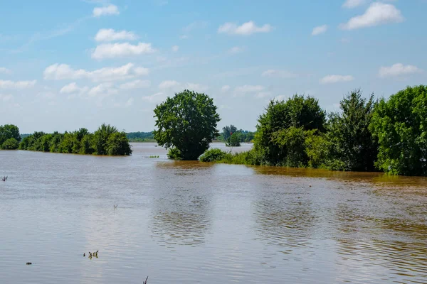 Overstroomde Landbouwvelden Nederland Met Groeiplanten Zomer Hevige Regenval — Stockfoto