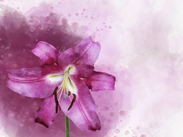 Akvarell Målning Levande Rosa Lilja Blomma Botanisk Illustration — Stockfoto