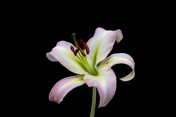 Прекрасна Біла Лілійна Квітка Ізольована Чорному Тлі Квіти Лілійних Гібридів — стокове фото