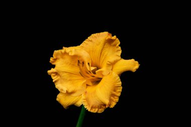 Limonlu zambak (Hemerocallis lioasphodelus) yemyeşil sarı çiçekli, siyah arka planda izole.