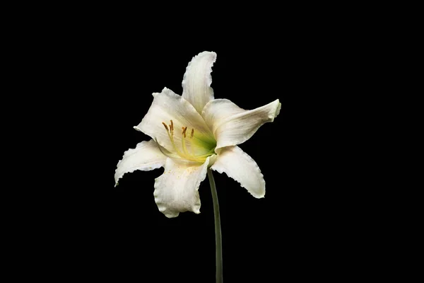 Hermosa Flor Lirio Día Blanco Aislada Sobre Fondo Negro Lily — Foto de Stock