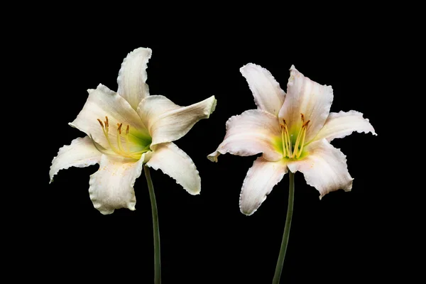 Hermosas Flores Lirio Día Blanco Aisladas Sobre Fondo Negro Lily — Foto de Stock
