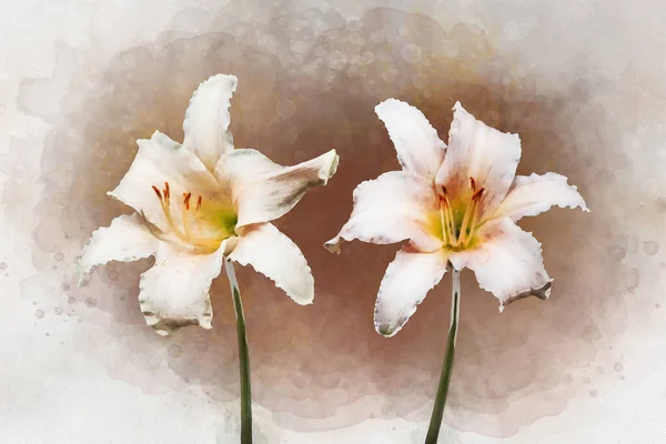 Malarstwo Akwarelowe Dwóch Żywych Kwiatów Lilii Biały Dzień Ilustracja Botaniczna — Zdjęcie stockowe