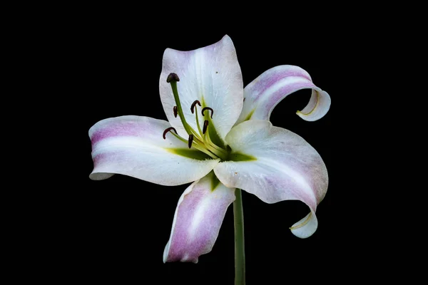 Linda Flor Lírio Branco Rosa Isolada Fundo Preto Lily Lilium — Fotografia de Stock