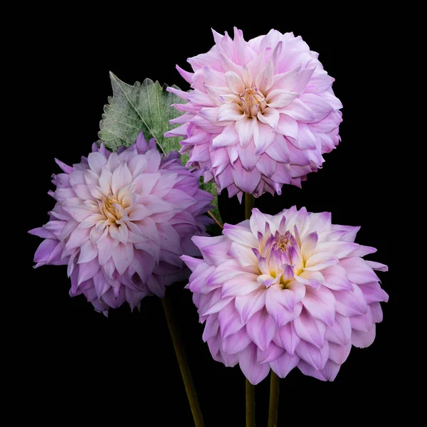 Schöne Blumen Rosa Dahlien Isoliert Auf Schwarzem Hintergrund — Stockfoto