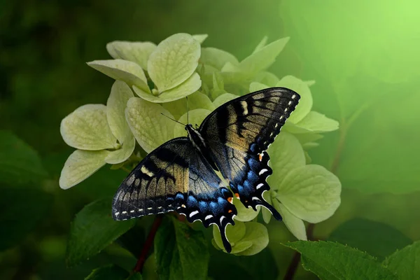 Kırlangıç Kelebek Papilio Machaon Bir Ortanca Çiçeğinin Üzerinde Oturuyor — Stok fotoğraf