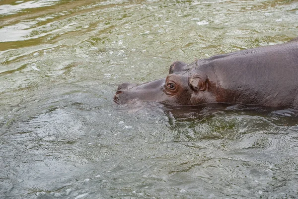 Hippopotamus Espécie Hippopotamus Amphibius Água — Fotografia de Stock