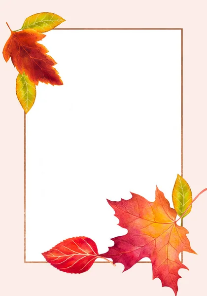 秋天树叶装饰框架 九月植物头状花序或十月边框 — 图库照片
